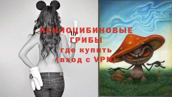 стаф Алзамай